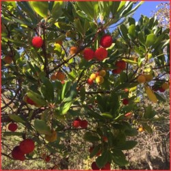 Marmellata di Corbezzolo