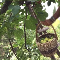 Confettura di fichi mandorle e pistacchi