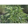 Stevia Rebaudiana