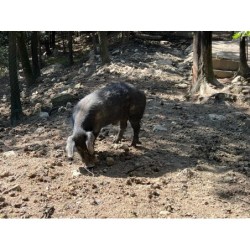 Guanciale di Suino Nero Macchiaiola Maremmana®