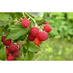 Dreifruchtkonfitüre - Confettura ai tre frutti BIO - 245 g