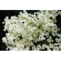 Gelatina di Fiori di Sambuco BIO