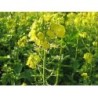 Olio Extravergine alla Senape