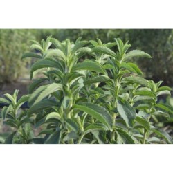 Stevia Rebaudiana