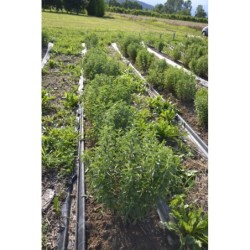 Stevia Rebaudiana