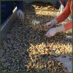 Olio Di Oliva Extra Vergine Biologico