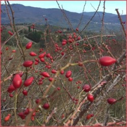 Marmellata di Rosa Canina