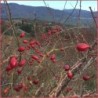 Marmellata di Rosa Canina