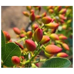 Crema al Pistacchio verde di Bronte DOP 30 g e 180 g