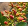 Crema al Pistacchio verde di Bronte DOP 30 g e 180 g
