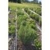 Stevia Rebaudiana