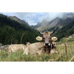 Stracchino all'Antica delle Valli Orobiche Presidio Slow Food