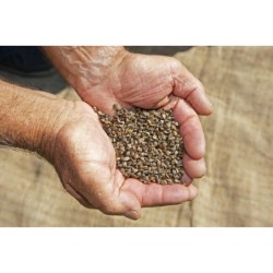 Farina fine di Grano saraceno