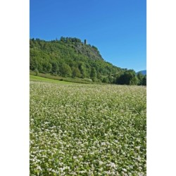 Farina fine di Grano saraceno