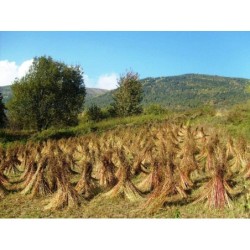 Farina di Grano saraceno