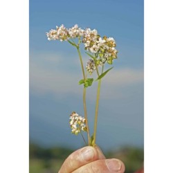 Farina di Grano saraceno