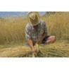 Farina di Segale Integrale