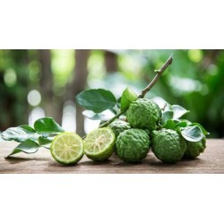 Fichi al Bergamotto