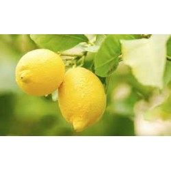 Fichi e Limone