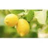 Fichi e Limone