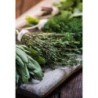Erbe Aromatiche
