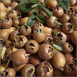 Marmellata di Sorbe e Mele