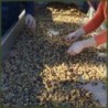 Olio Di Oliva Extra Vergine Biologico