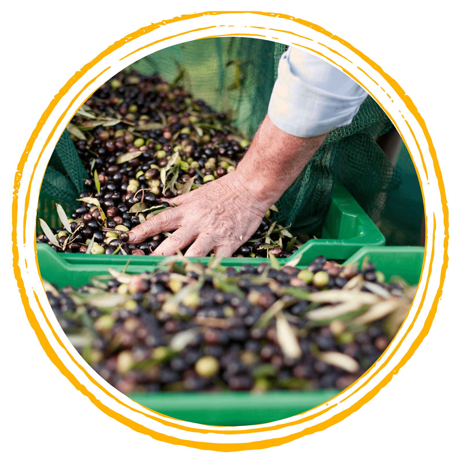 Olio EVO e Aceti