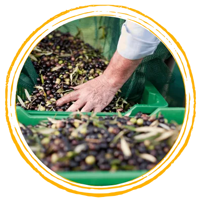 Olio d'Oliva