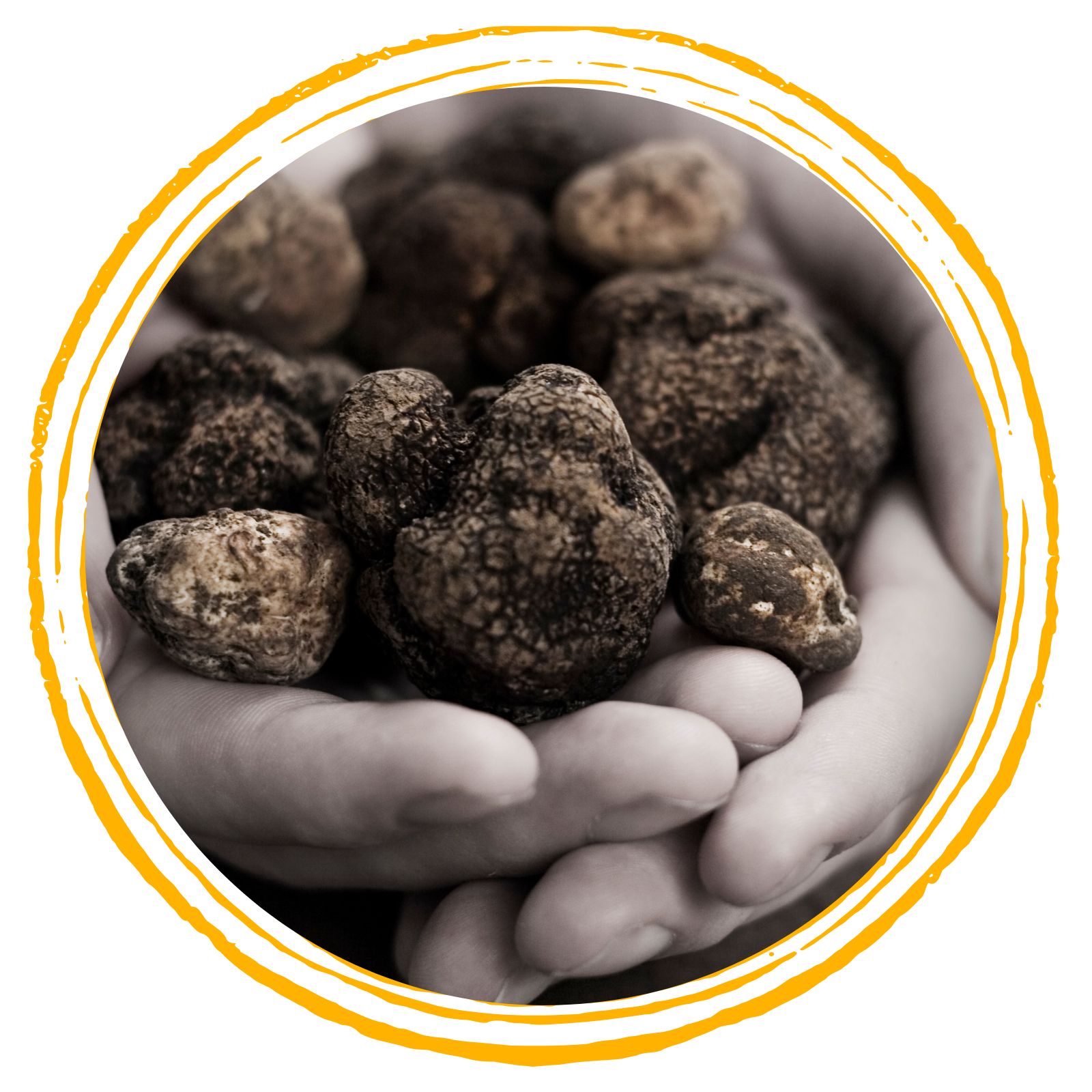 Tartufi, Funghi, Frutta e Verdura